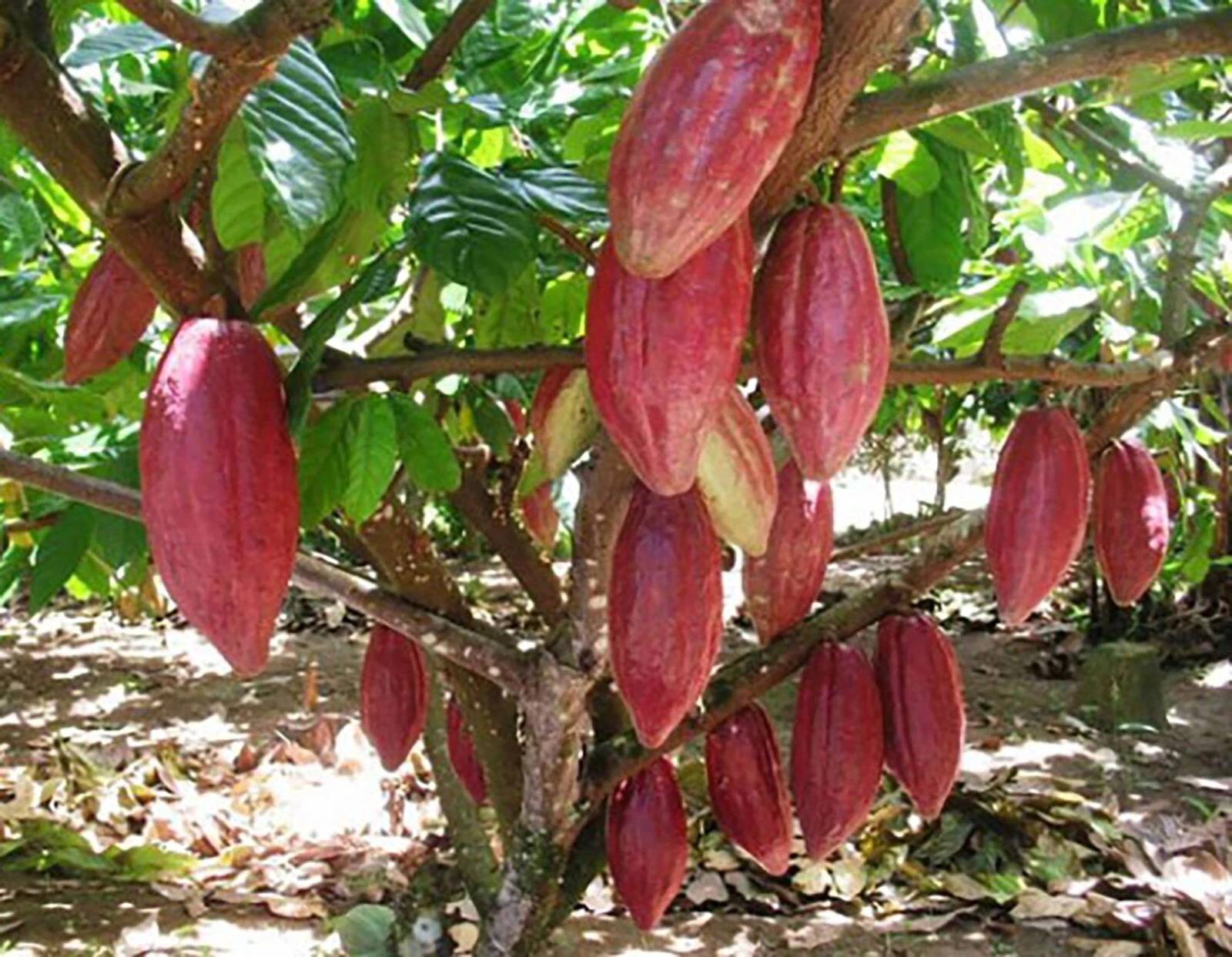 Traceable Cocoa